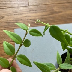 植物　ホヤベラの画像