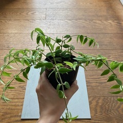 植物　ホヤベラの画像
