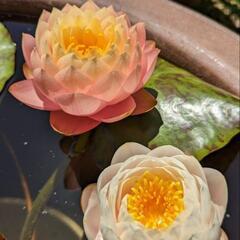 睡蓮が欲しいです。沢山有るよってかた譲って欲しいです