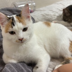 急募 子猫ちゃんたちの里親さんいませんか。