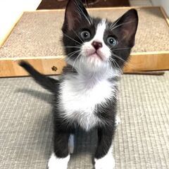 子猫が産まれました！　予約受付中！