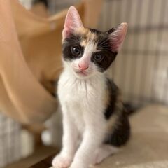6/29　日曜日　譲渡会in川崎市動物愛護センター　子猫から大人猫まで