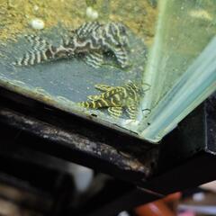スーパーインペリアルゼブラプレコ幼魚(1匹)の画像