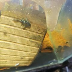 スーパーインペリアルゼブラプレコ幼魚(1匹)の画像
