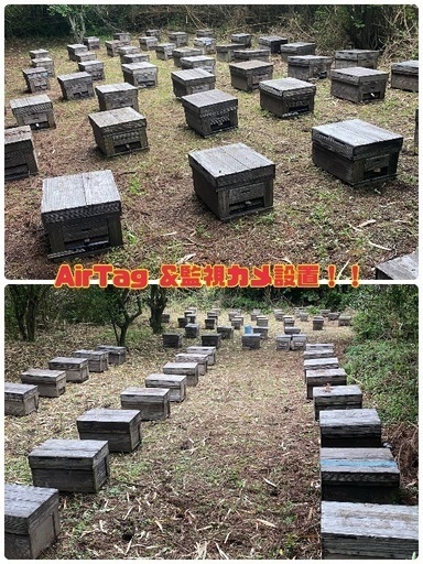 西洋ミツバチ健勢用