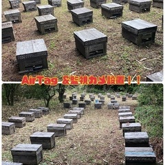 西洋ミツバチ健勢用