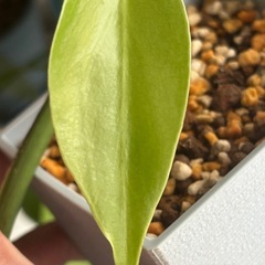 斑入りモンステラ　ボルシギアナ　オーレア　観葉植物