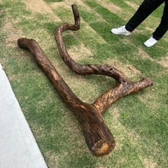 柿の木の画像