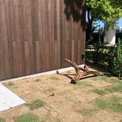 柿の木の画像