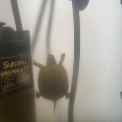 ゼニガメ【小亀】