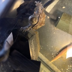 ゼニガメ【小亀】の画像