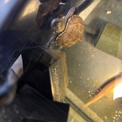 ゼニガメ【小亀】の画像