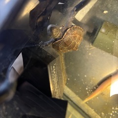 ゼニガメ【小亀】の画像