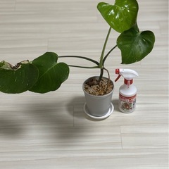斑入りモンステラ　デリシオーサ　イエローモンスター　タイコンステ...