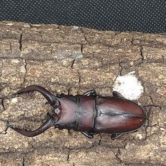 国産ノコギリクワガタ♂♀ペア　52mm〜　大歯形　6-1