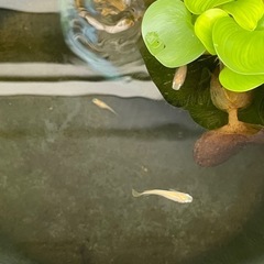 メダカ５匹の画像