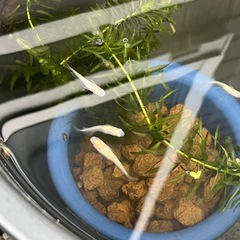 メダカ５匹の画像