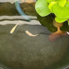 メダカ５匹の画像