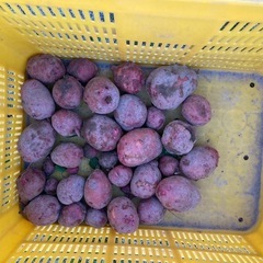 アンディスレッド2kg
の画像