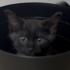 保護猫
