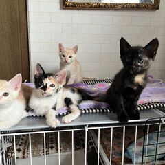 in瀬戸市☆子猫祭り☆保護猫達を暖かいオウチに迎えよう☆2…