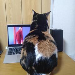 猫好きの方とメッセージをやり取りしたいです。