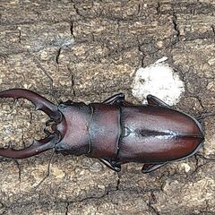国産ノコギリクワガタ♂単品　中歯タイプ4頭セット　6-1