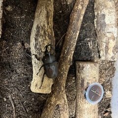 カブトムシ
