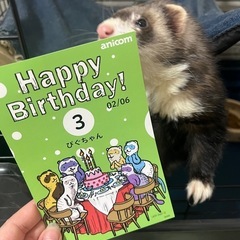 フェレット 3歳