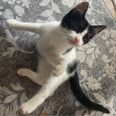 【子猫/男の子/3ヶ月ほど】元気いっぱい白黒猫ちゃん