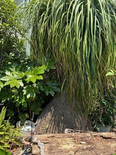 超巨大トックリラン/ノリナ/
ポニーテール