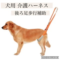 犬の介護用ハーネス リハビリ 歩行訓練 の画像