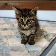 ８週目〜　保護猫ちゃんです