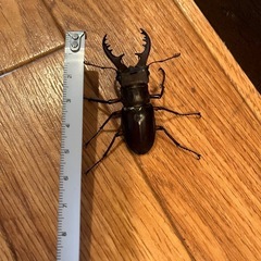 ミヤマクワガタ１匹