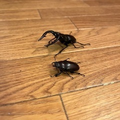 ノコギリクワガタペア