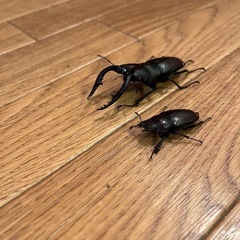 ノコギリクワガタペアの画像