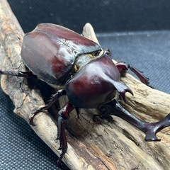 カブトムシ