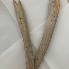 流木？とまれ木？