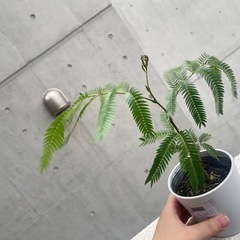 観葉植物　エバーフレッシュの画像