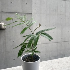 観葉植物　エバーフレッシュ