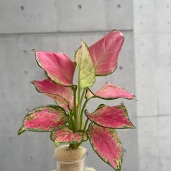 観葉植物　アグラオネマ