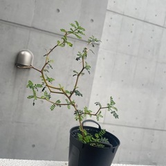 観葉植物　メルヘンの木