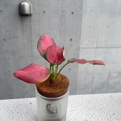 アグラオネマ　ディフェンバキアの画像