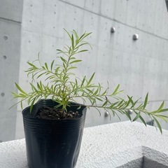 ティーツリー　レボリューションゴールド