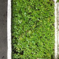 貰って！水草・浮き草・金魚やめだかの画像