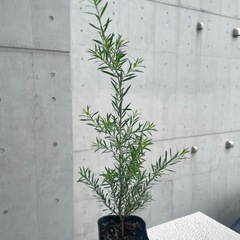 ブラックティーツリー