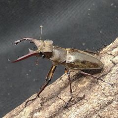 国産ミヤマクワガタ　♂単品