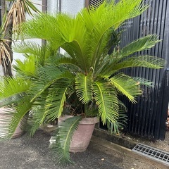 蘇鉄