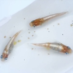 【めだかの卵】モヒZ（モヒゼット） 15個+α  #めだか メダ...