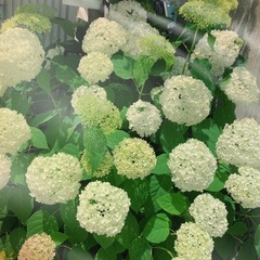 ⑤LINEグループ募集